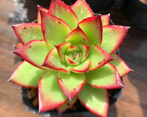 182.多肉植物 寄せ植え エケベリア属 アガボイデス ジゼル 182.多肉植物 寄せ植え エケベリア属 アガボイデス ジゼル