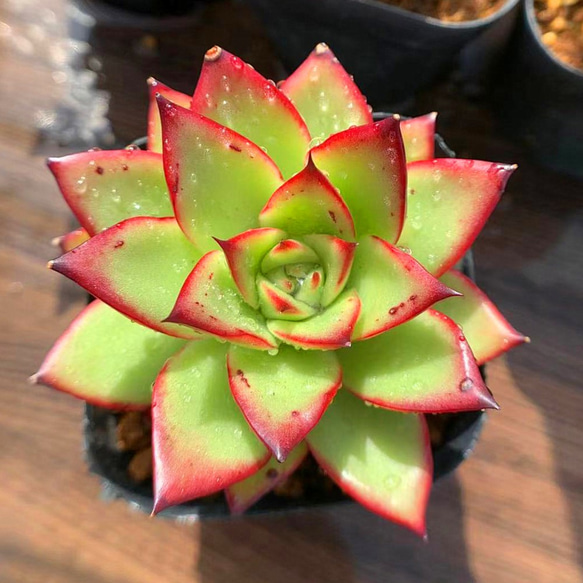 レビュー高評価アイテム特集｜ファッション通販 182.多肉植物 寄せ植え エケベリア属 アガボイデス ジゼル フラワー・ガーデニング