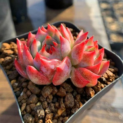 133. 多肉植物 水蜜桃 980円【抜き苗】 133. 多肉植物 水蜜桃 980円【抜き苗】 133. 多肉植物 水蜜桃 980円【