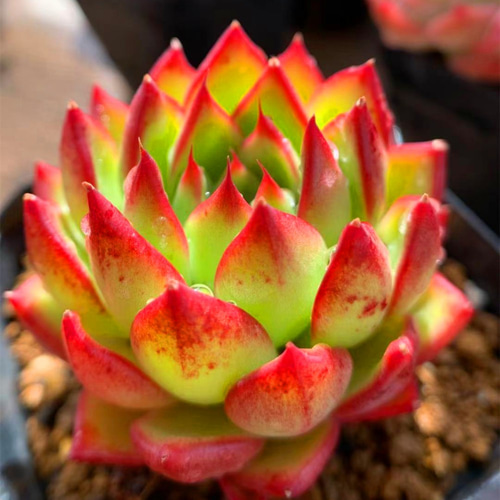 196.多肉植物 寄せ植え エケベリア属 ピーチブロッサム（新品種） 抜き