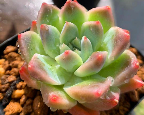 213.多肉植物 寄せ植え エケベリア属 ツララ（単）抜き苗 アート