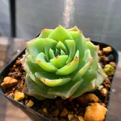 217.多肉植物 寄せ植え グラプトべリア属 Graptoveria 'Jadeita' 抜き