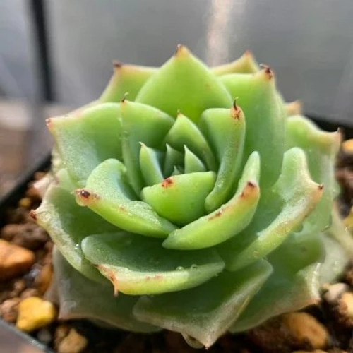 217.多肉植物 寄せ植え グラプトべリア属 Graptoveria 'Jadeita' 抜き