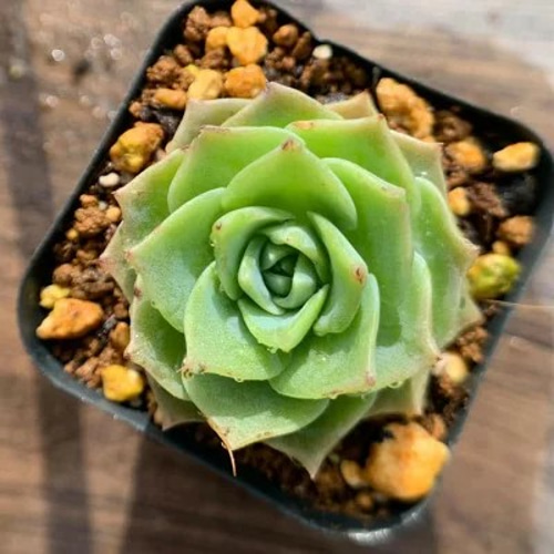 217.多肉植物 寄せ植え グラプトべリア属 Graptoveria 'Jadeita' 抜き