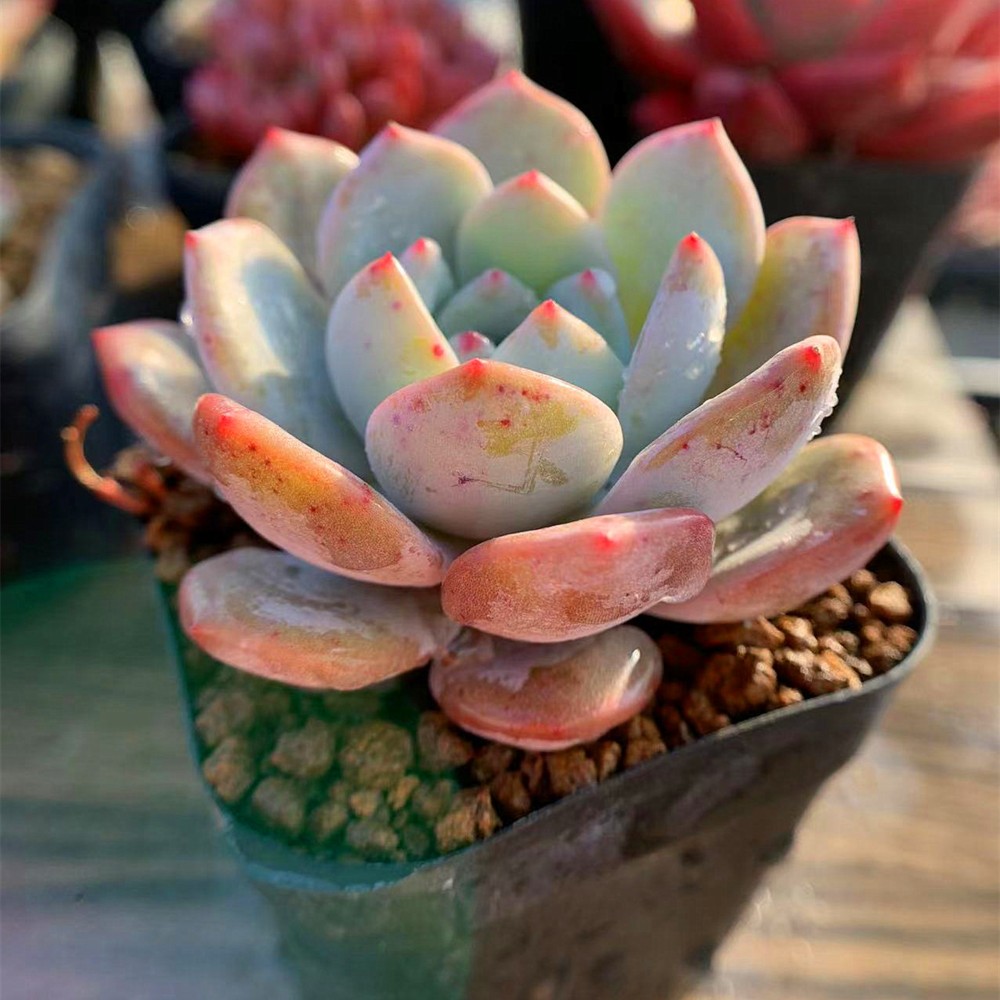 84.農園直売 多肉植物 寄せ植え エケベリア属 モンロー 抜き苗 アート