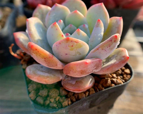 ピンクモンロー 抜き苗 約4cm 多肉植物 - メルカリ