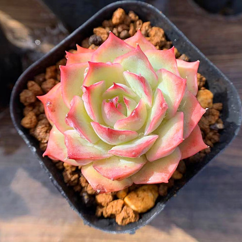 ピンクチップス錦(大苗最強斑入り)多肉植物　エケベリア 224.多肉植物 寄せ植え エケベリア属 Pink Tips ピンクチップス 抜き苗
