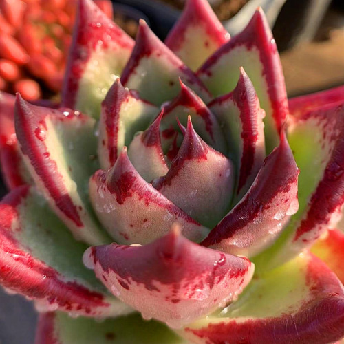 230.多肉植物 寄せ植え エケベリア属 黒檀エボニー（大） 美苗 抜き苗