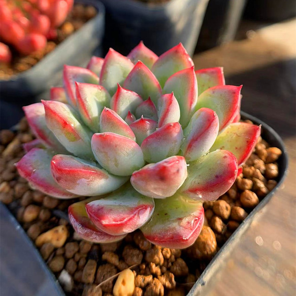 243.多肉植物 寄せ植え エケベリア属　Echeveria 'Beniothine'　抜き苗 2枚目の画像