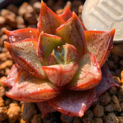 251.多肉植物 エケベリア属 ヤマトニシキ 優品大和錦（小