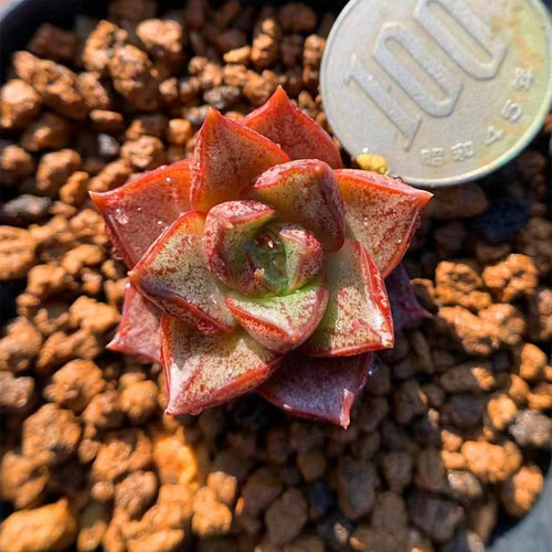 多肉植物 大和錦 抜き苗 ひろっ 多肉植物 大和錦 抜き苗 ひろっ