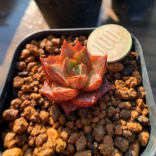 251.多肉植物 エケベリア属 ヤマトニシキ 優品大和錦（小