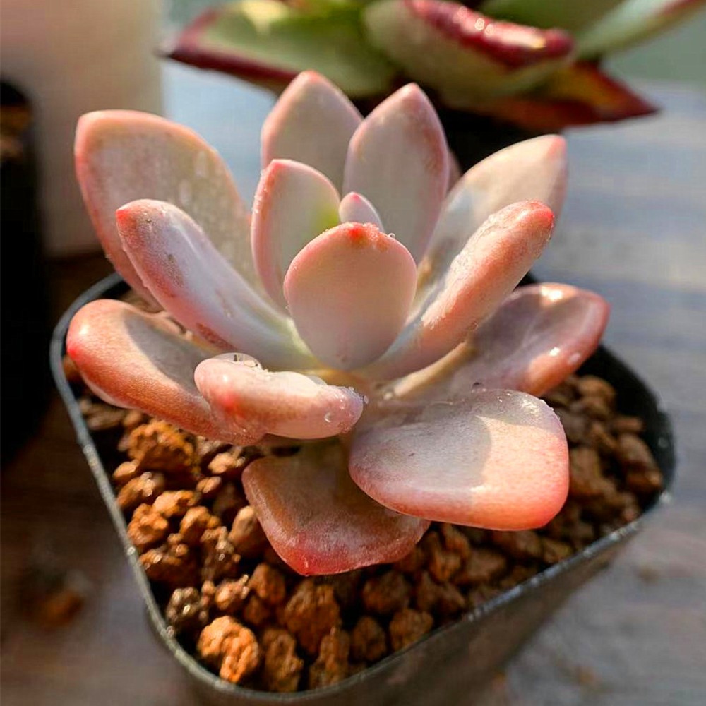 52.農園直売 多肉植物 パキフィツム属 ピンクバニー 新品種 大人気