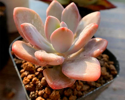 52.農園直売 多肉植物 パキフィツム属 ピンクバニー 新品種 大人気