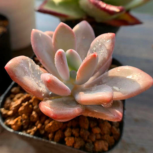 52.農園直売 多肉植物 パキフィツム属 ピンクバニー 新品種 大人気