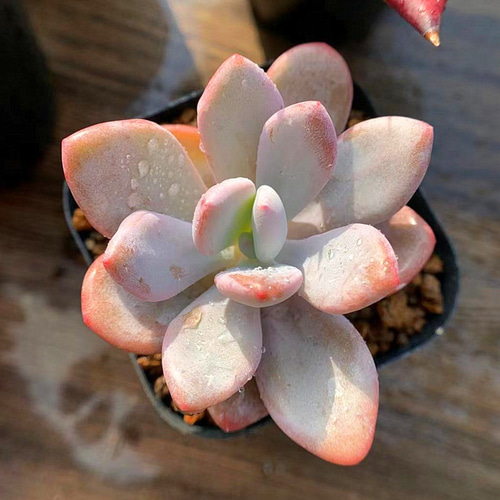 確認用　艶美人錦　多肉植物　パキフィツム 52.農園直売 多肉植物 パキフィツム属 ピンクバニー 新品種 大人気