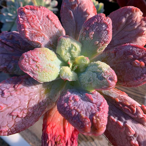 234.多肉植物 寄せ植え エケベリア属 バロンボルト 'Baron Bold' コブ