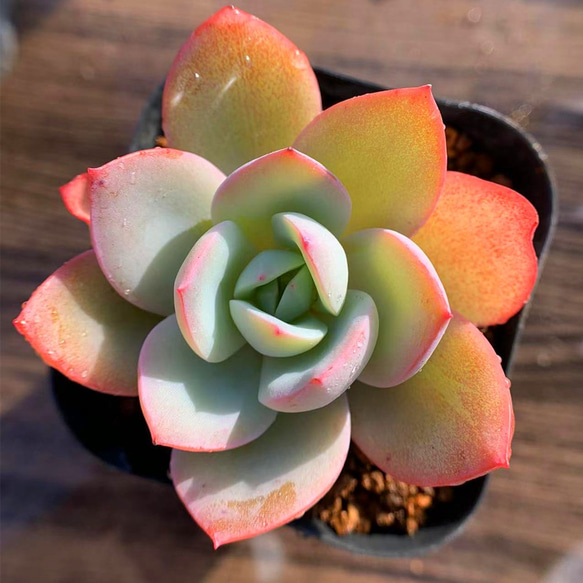 267.多肉植物 寄せ植え エケベリア属 ブリンクスブルー 'Brink's Blue