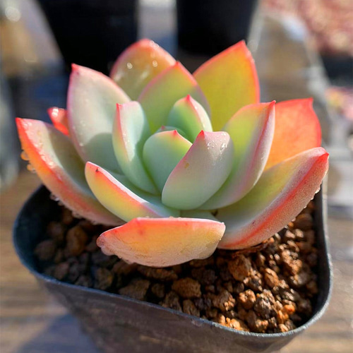 267.多肉植物 寄せ植え エケベリア属 ブリンクスブルー 'Brink's Blue