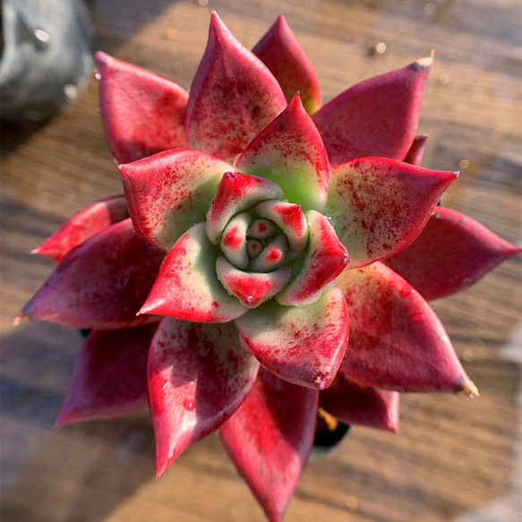 273.多肉植物 寄せ植え エケベリア属 カイエン（大） 美苗 赤 抜き苗