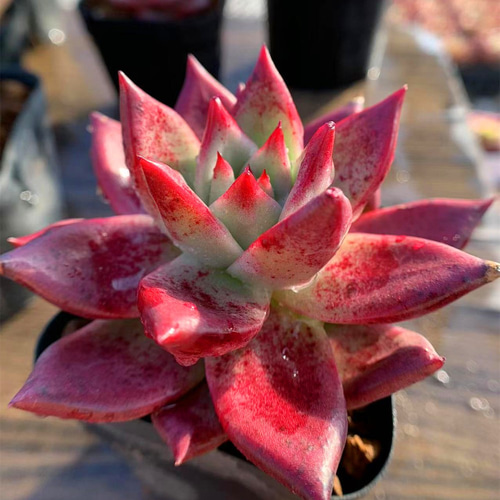 273.多肉植物 寄せ植え エケベリア属 カイエン（大） 美苗 赤 抜き苗