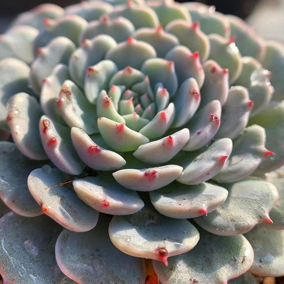 276.多肉植物 寄せ植え エケベリア属　ピンウィール Echeveria 'Pinwheel'　抜き苗 2枚目の画像