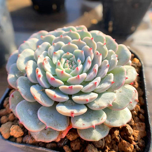 276.多肉植物 寄せ植え エケベリア属 ピンウィール Echeveria