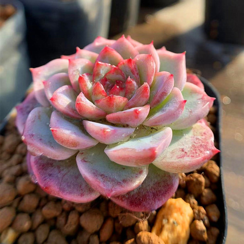 Top【選抜株】22047 12個 レッド ベルベット 鉢無し/脱土で出荷