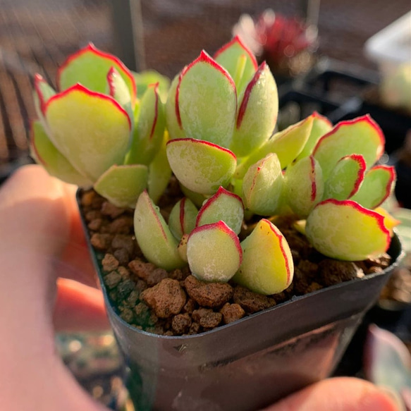 当店農園生産☆多肉植物☆コチレドン属☆チョコライン☆抜き苗 アート