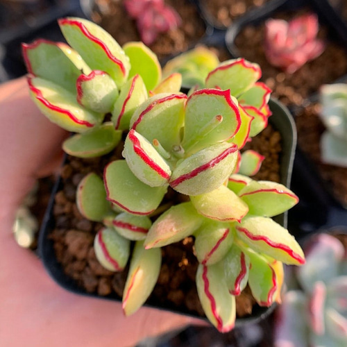 その他多肉植物 choco Dark Choco | E-TANIKU（イータニク）