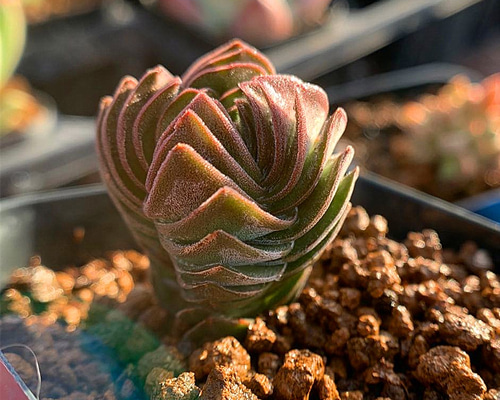 多肉植物  クラッスラ ルブリカウリス　キャンディケイン 抜き苗 バルコニー/ベランダの投稿画像 by LeoNさん｜多肉植物とクラッスラ属