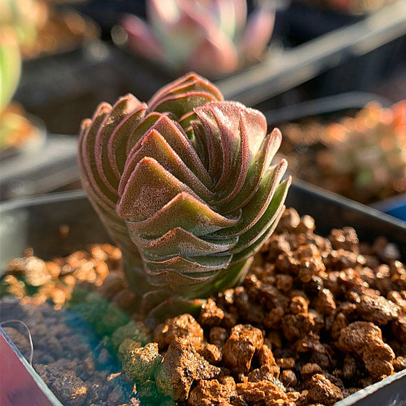 農園直売☆クラッスラ属☆キムナッキー☆新品種☆抜き苗☆多肉植物