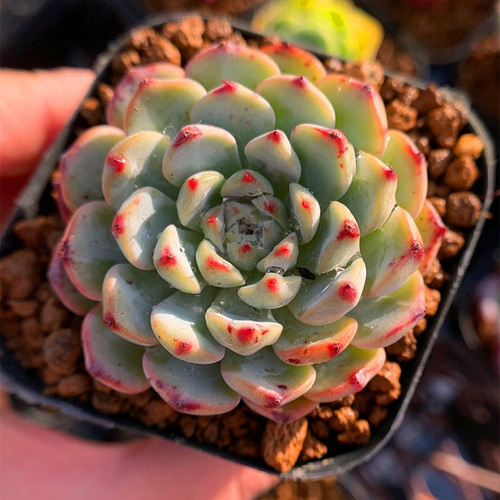 当店農園生産☆多肉植物☆エケベリア属☆ブルーミニマ ☆Echeveria