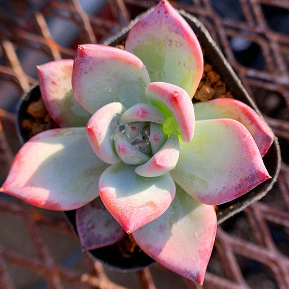 多肉植物 コロラータ 抜き苗 【公式通販】