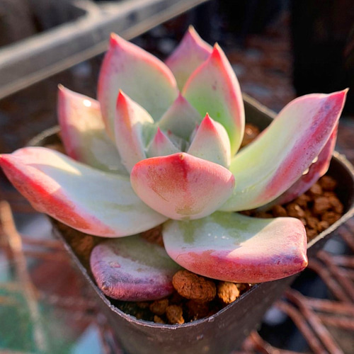 多肉植物　コロラータ　抜き苗 多肉植物 コロラータ 抜き苗 【公式通販】