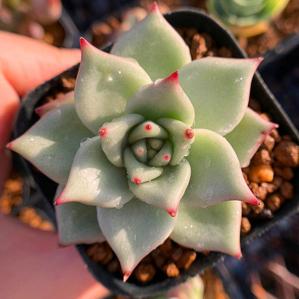 農園直売☆エケベリア属☆原種シリウス☆抜き苗☆多肉植物 観葉植物