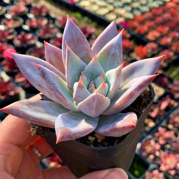 当店農園生産★多肉植物★メキシカンジャイアント（大） ★Echeveria 'Mexican Giant'★抜き苗 1枚目の画像