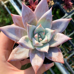 当店農園生産★多肉植物★メキシカンジャイアント（大） ★Echeveria 'Mexican Giant'★抜き苗 2枚目の画像