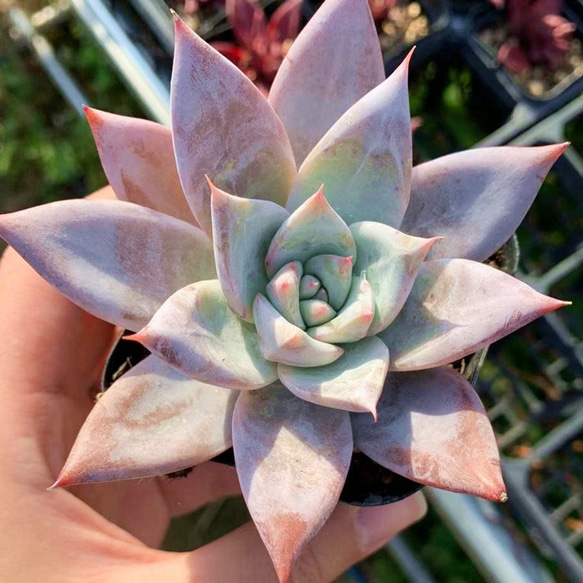 当店農園生産★多肉植物★メキシカンジャイアント（大） ★Echeveria 'Mexican Giant'★抜き苗 2枚目の画像