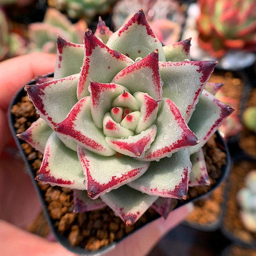 農園直売☆エケベリア属☆原種エボニー（大）☆人気☆抜き苗☆多肉植物 