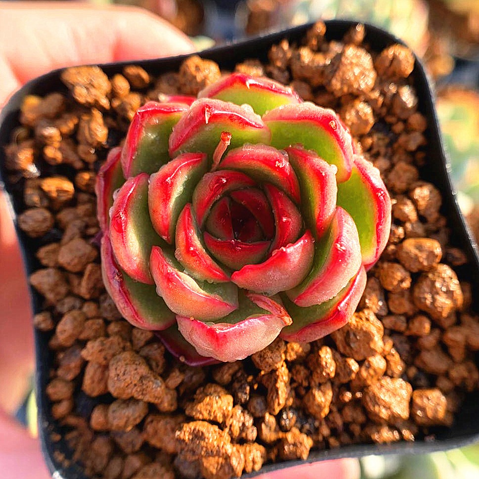 多肉植物エケベリア　プリリンゼアナ