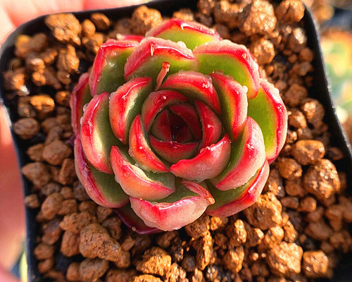 0_9d72a4cc6c5832095385dea42b36