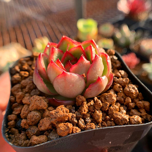 農園直売☆エケベリア属☆プリリンゼアナ☆Puli-Lindsayana☆抜き苗