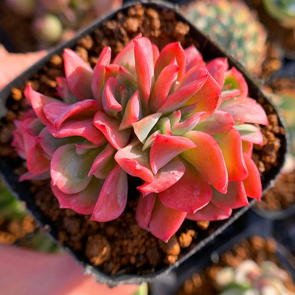 農園直売☆エケベリア属☆ルエラ☆抜き苗☆多肉植物 観葉植物