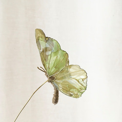 《送料無料》蝶のオブジェ 5枚目の画像
