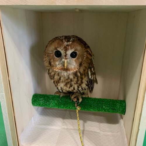 猛禽類　移動用ケージ 猛禽類 移動用ケージ