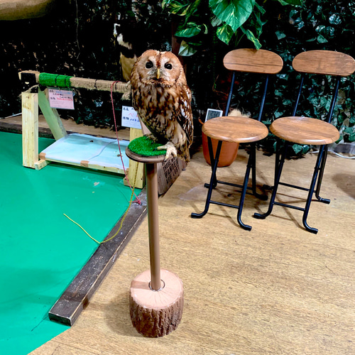 猛禽類 フクロウ ハリスホーク ノスリ ファルコンブロック