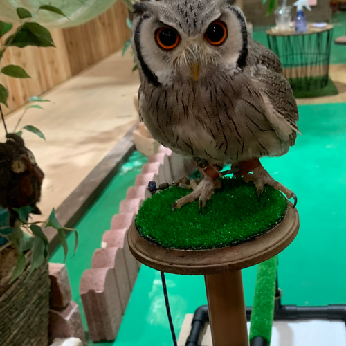 ファルコンブロック　パーチ　小型猛禽類　コノハズク等 ファルコンブロック パーチ 小型猛禽類 コノハズク等