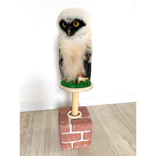 猛禽類 フクロウ ハリスホーク ノスリ パーチ ファルコン 猛禽類 フクロウ ハリスホーク ノスリ パーチ ファルコン