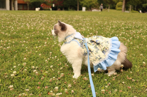 犬猫専用お洋服ハーネス　【アンティークブルー】 6枚目の画像